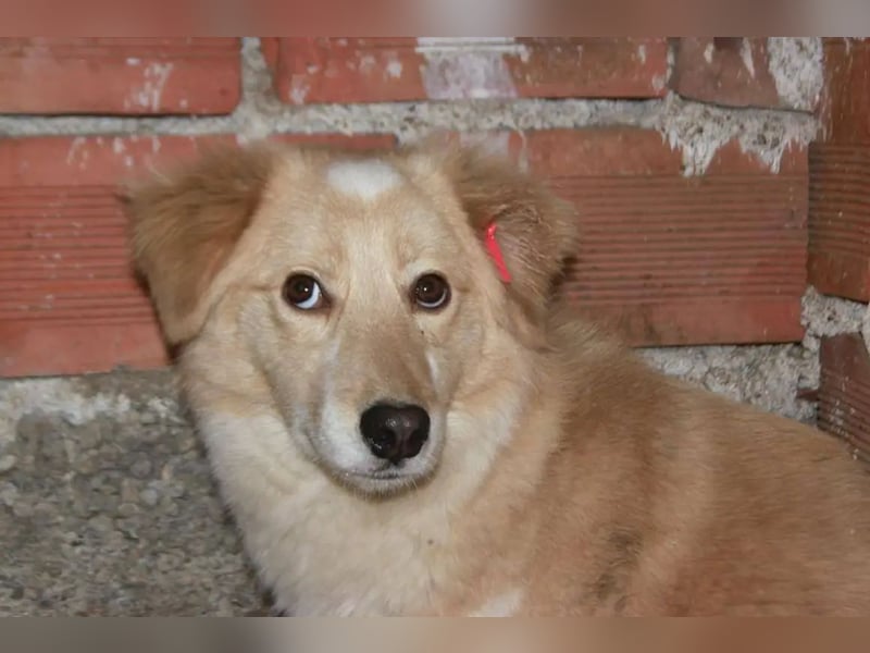 Anka - Auf der Suche nach hundeerfahrenen Menschen die ihr Sicherheit geben ❤️