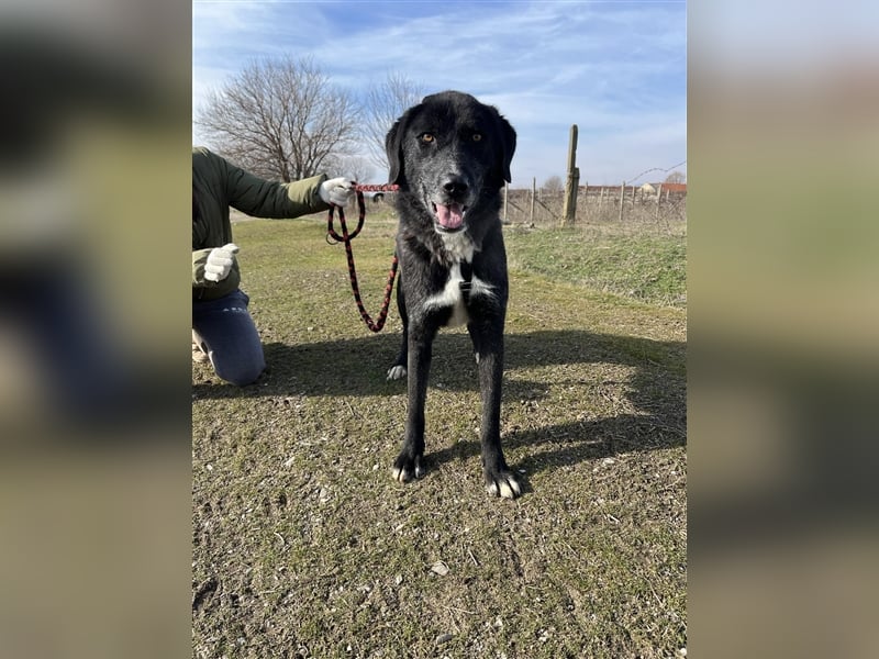 Samu - Sanfter Riese sucht Zuhause zum Ankommen ❤️