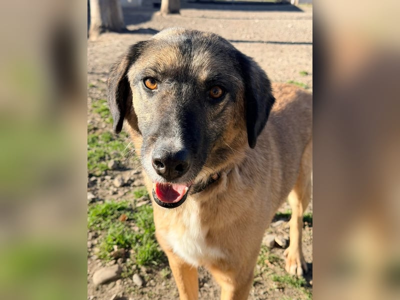 Ajax - Treue Seele sucht Dich ❤️