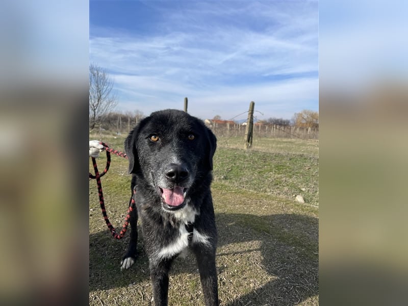 Samu - Sanfter Riese sucht Zuhause zum Ankommen ❤️