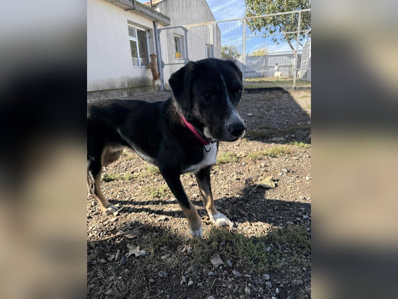 Morris - Verspielter Junghund sucht aktives Zuhause ❤️ Morris - Verspielter Junghund sucht aktives Zuhause ❤️