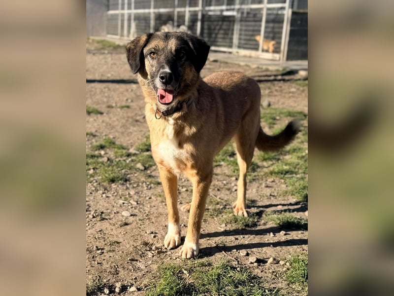 Ajax - Treue Seele sucht Dich ❤️