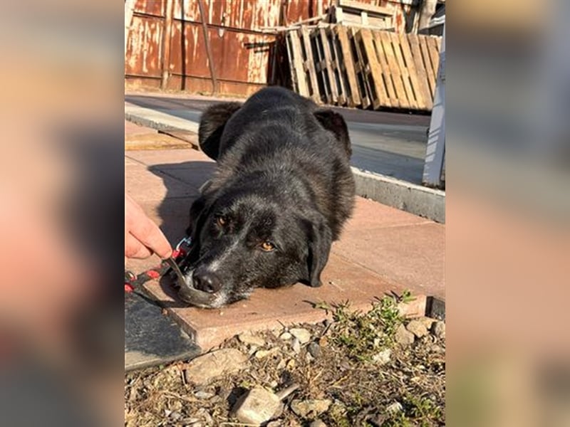 Samu - Sanfter Riese sucht Zuhause zum Ankommen ❤️