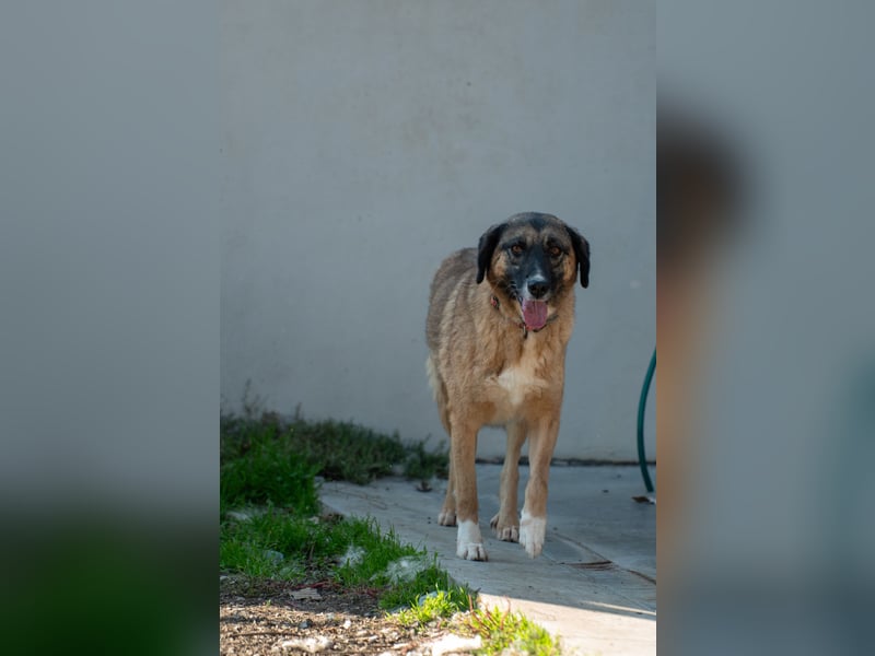 Ajax - Treue Seele sucht Dich ❤️