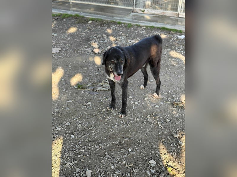 Samu - Sanfter Riese sucht Zuhause zum Ankommen ❤️