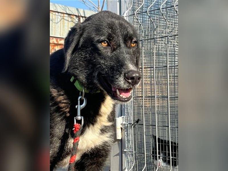 Samu - Sanfter Riese sucht Zuhause zum Ankommen ❤️