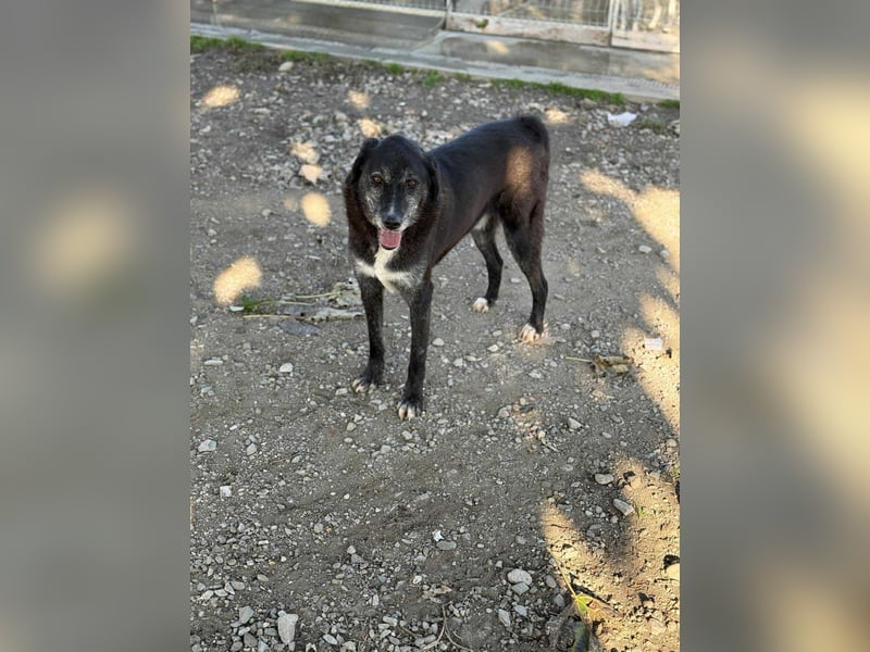 Samu - Sanfter Riese sucht Zuhause zum Ankommen ❤️