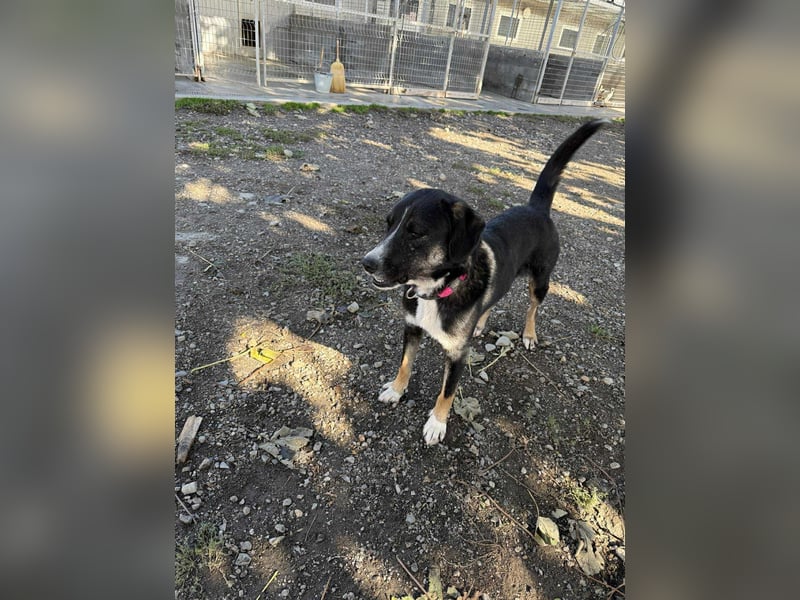 Morris - Verspielter Junghund sucht aktives Zuhause ❤️ Morris - Verspielter Junghund sucht aktives Zuhause ❤️