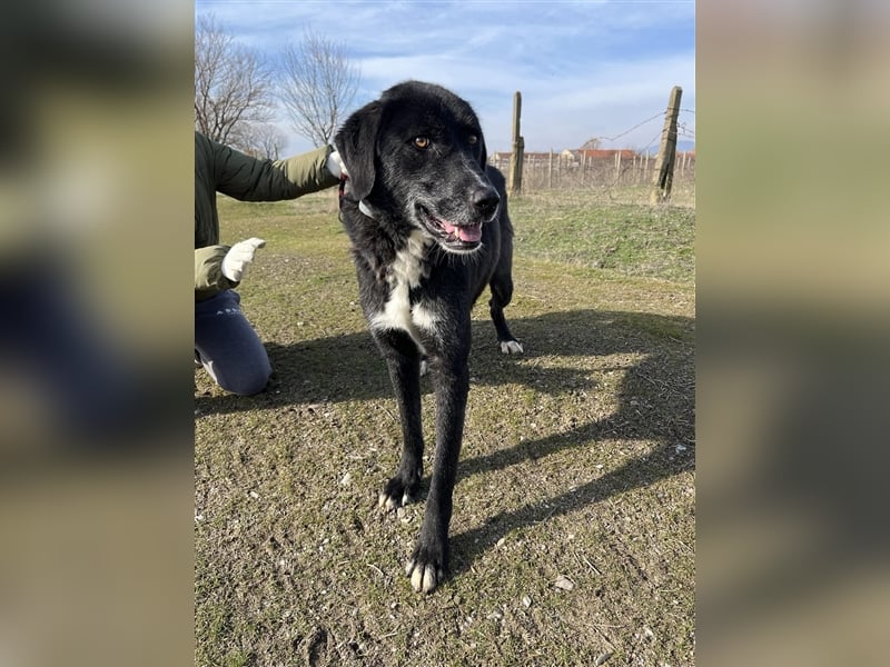 Samu - Sanfter Riese sucht Zuhause zum Ankommen ❤️