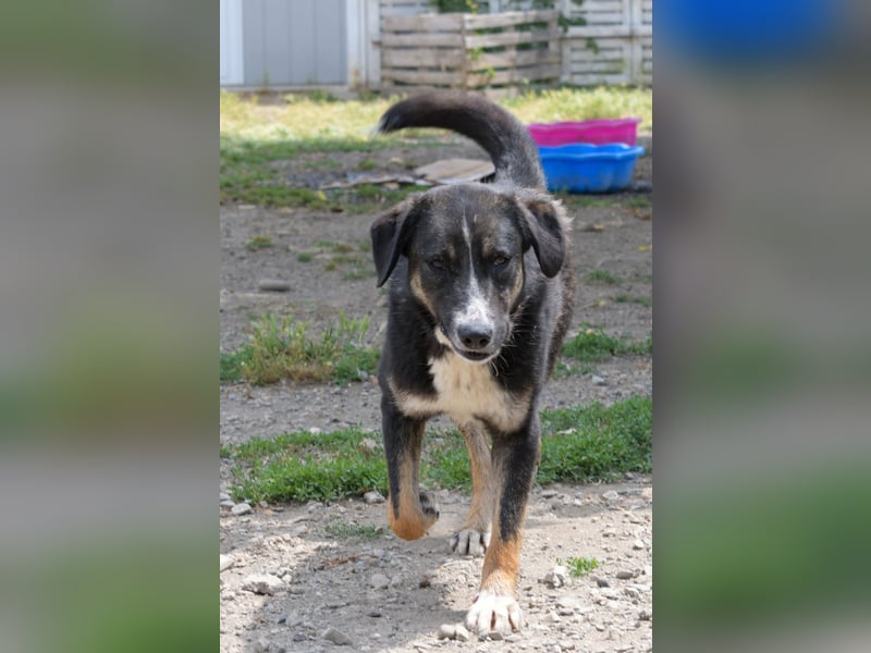 Morris - Verspielter Junghund sucht aktives Zuhause ❤️ Morris - Verspielter Junghund sucht aktives Zuhause ❤️