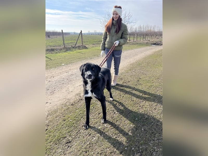 Samu - Sanfter Riese sucht Zuhause zum Ankommen ❤️