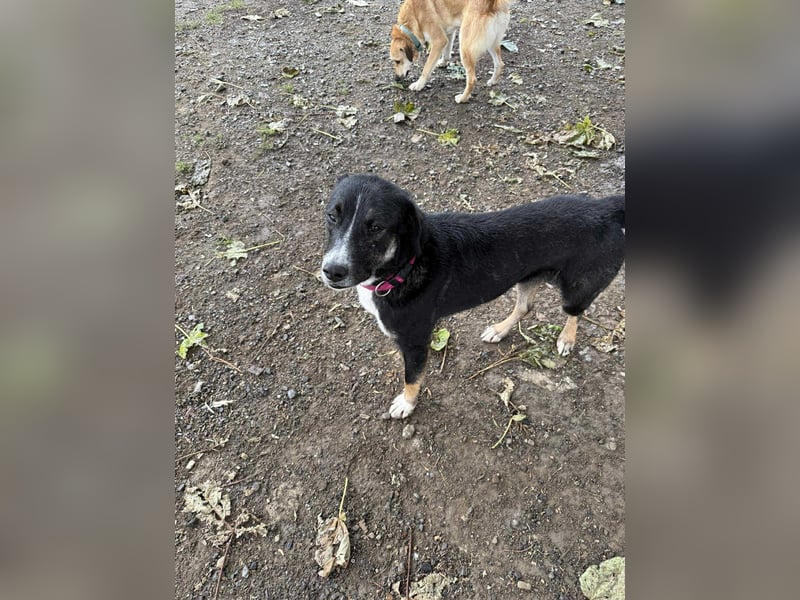 Morris - Verspielter Junghund sucht aktives Zuhause ❤️ Morris - Verspielter Junghund sucht aktives Zuhause ❤️