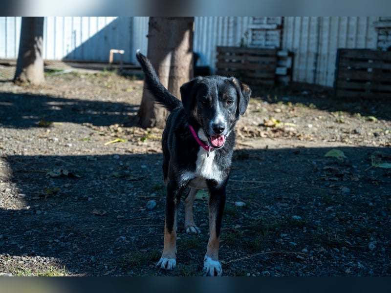 Morris - Verspielter Junghund sucht aktives Zuhause ❤️