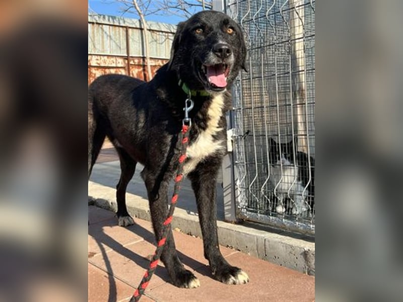 Samu - Sanfter Riese sucht Zuhause zum Ankommen ❤️