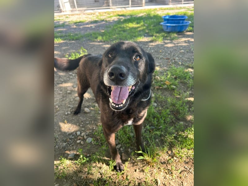 Nero - Goldschatz sucht entgültiges Zuhause ❤️