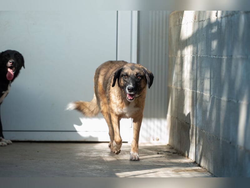 Ajax - Treue Seele sucht Dich ❤️