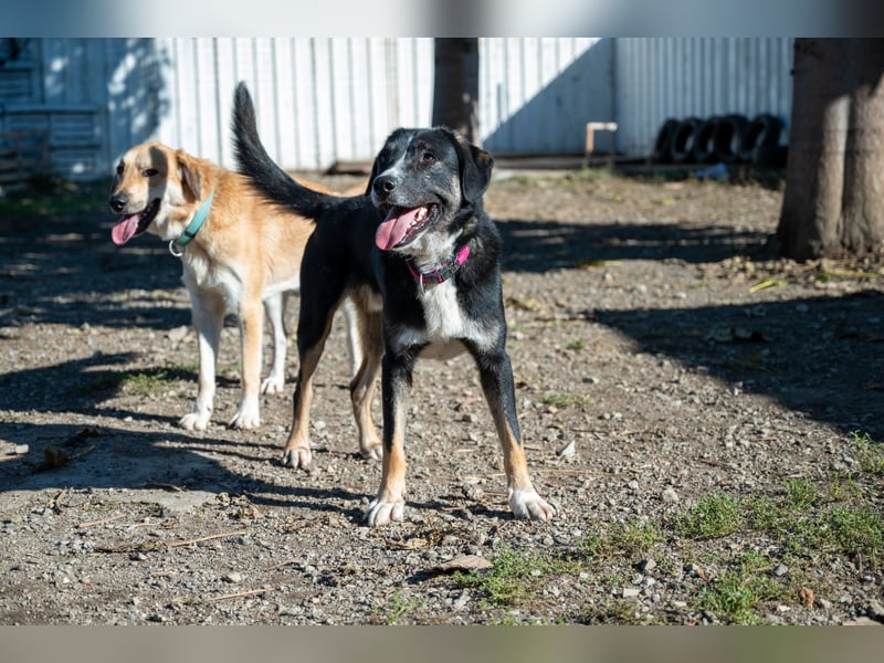 Morris - Verspielter Junghund sucht aktives Zuhause ❤️