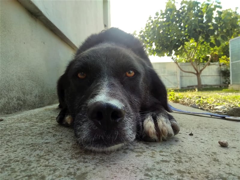 Samu - Sanfter Riese sucht Zuhause zum Ankommen ❤️