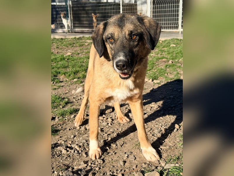 Ajax - Treue Seele sucht Dich ❤️