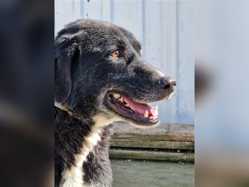 Samu - Sanfter Riese sucht Zuhause zum Ankommen ❤️