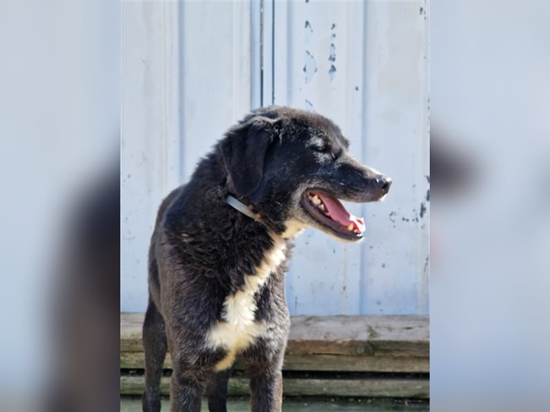 Samu - Sanfter Riese sucht Zuhause zum Ankommen ❤️