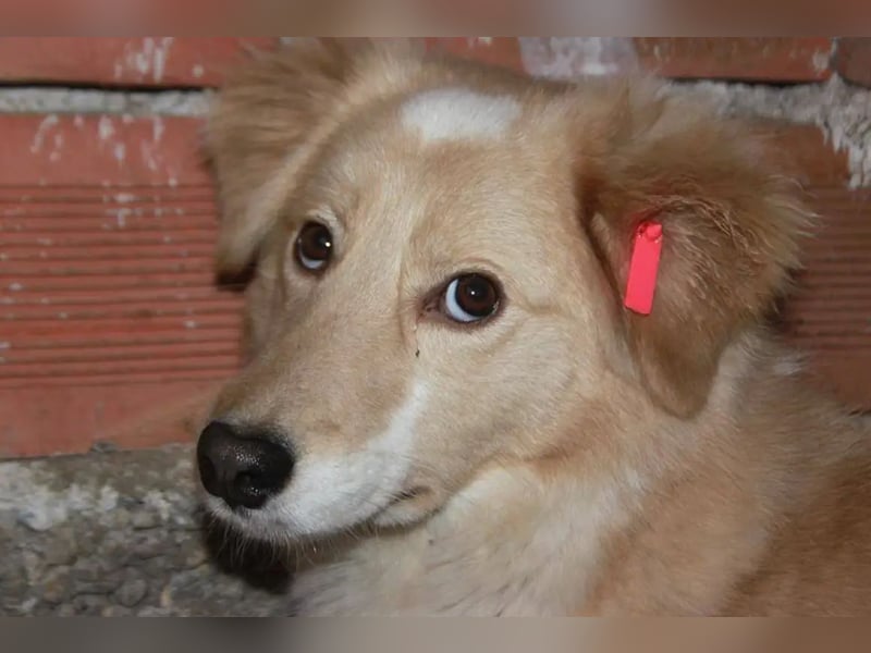 Anka - Auf der Suche nach hundeerfahrenen Menschen die ihr Sicherheit geben ❤️