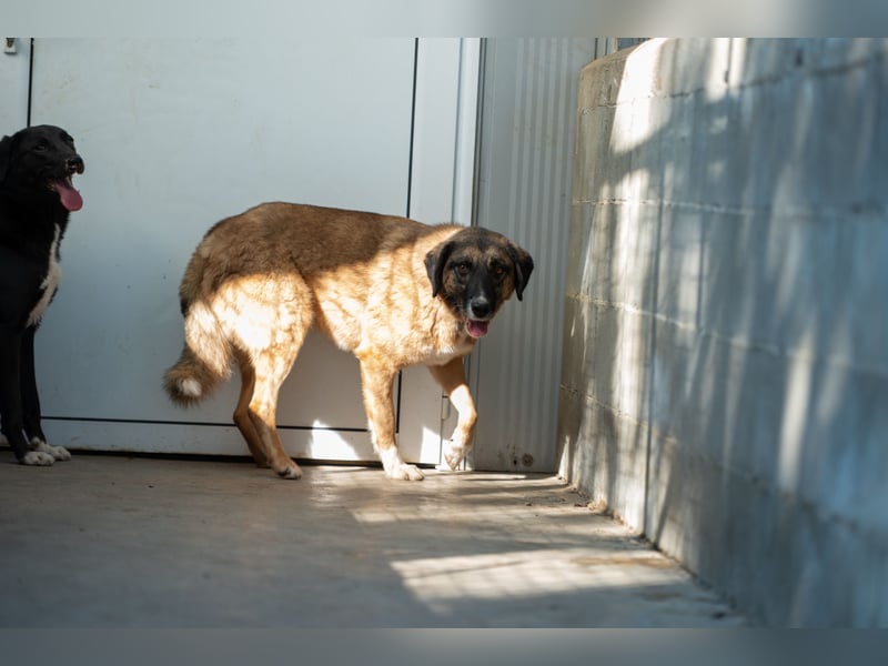 Ajax - Treue Seele sucht Dich ❤️