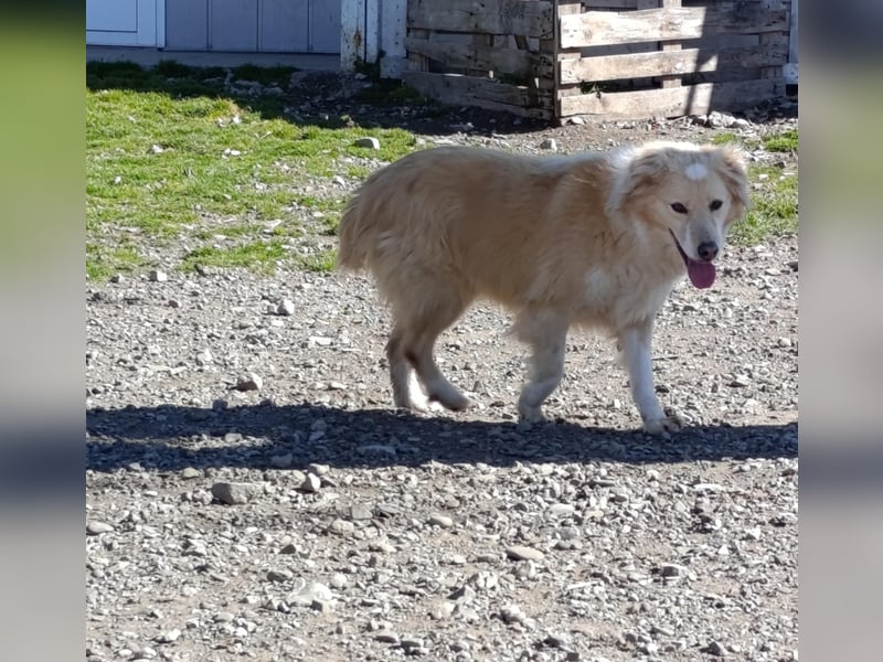 Anka - Auf der Suche nach hundeerfahrenen Menschen die ihr Sicherheit geben ❤️