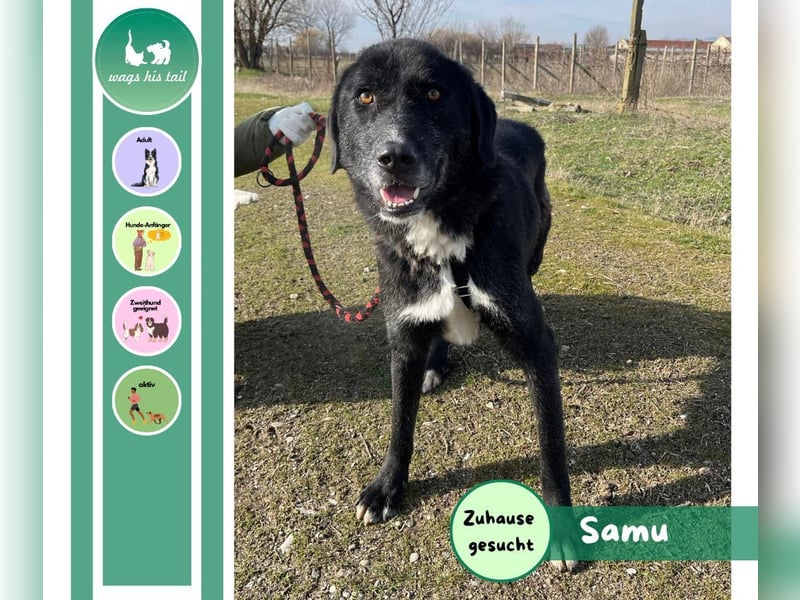 Samu - Sanfter Riese sucht Zuhause zum Ankommen ❤️