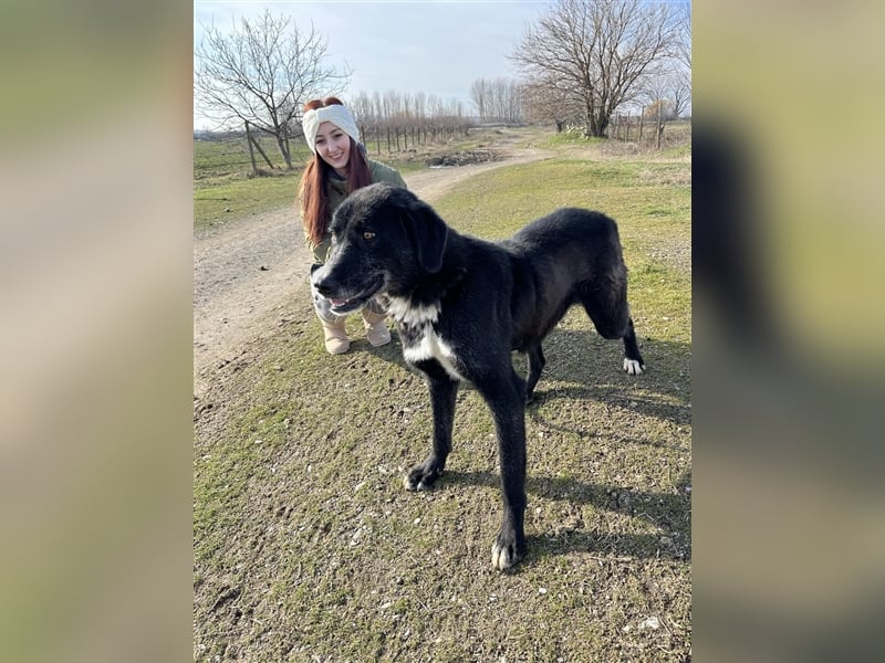 Samu - Sanfter Riese sucht Zuhause zum Ankommen ❤️