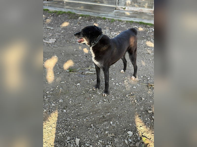 Samu - Sanfter Riese sucht Zuhause zum Ankommen ❤️