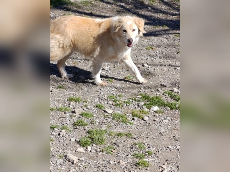 Anka - Auf der Suche nach hundeerfahrenen Menschen die ihr Sicherheit geben ❤️