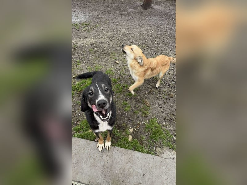 Morris - Verspielter Junghund sucht aktives Zuhause ❤️ Morris - Verspielter Junghund sucht aktives Zuhause ❤️