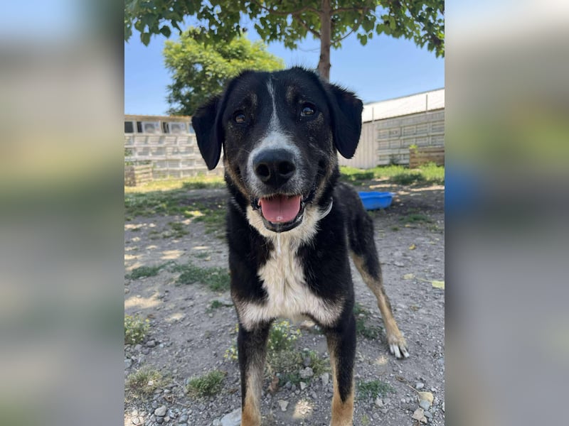 Morris - Verspielter Junghund sucht aktives Zuhause ❤️ Morris - Verspielter Junghund sucht aktives Zuhause ❤️