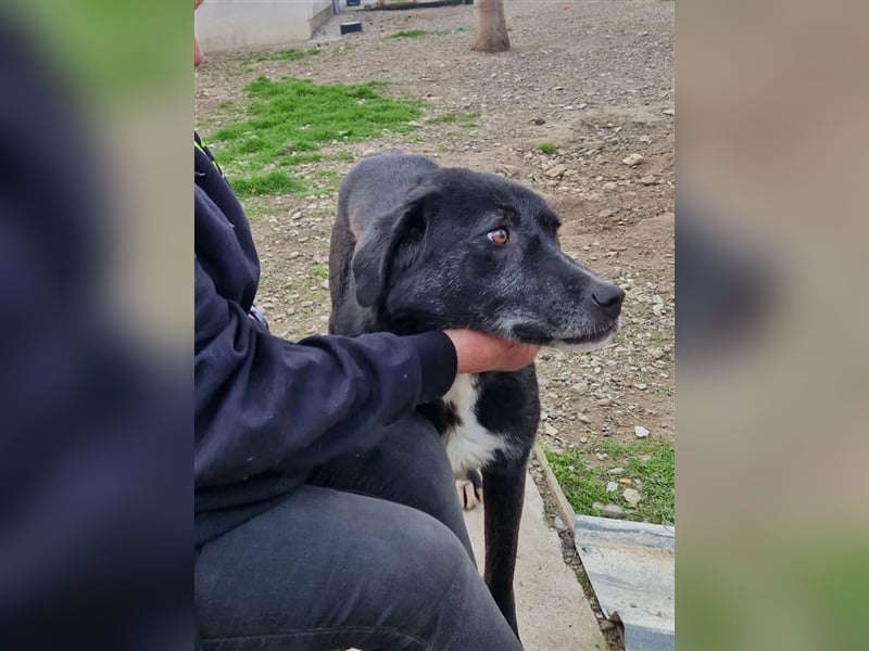 Samu - Sanfter Riese sucht Zuhause zum Ankommen ❤️