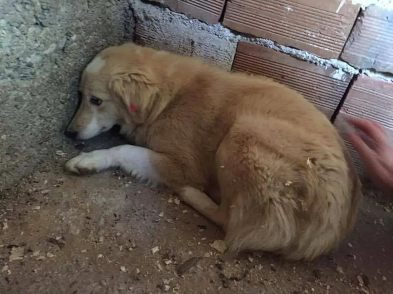 Anka - Auf der Suche nach hundeerfahrenen Menschen die ihr Sicherheit geben ❤️