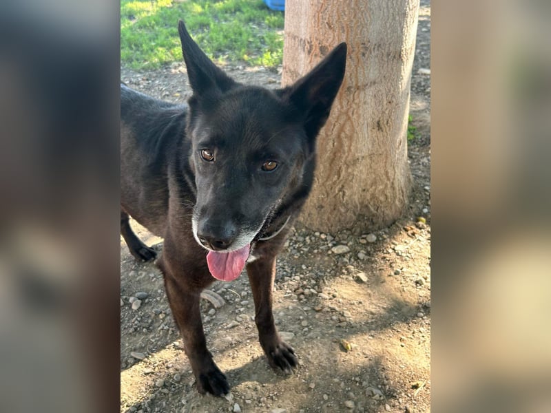 Nero - Goldschatz sucht entgültiges Zuhause ❤️