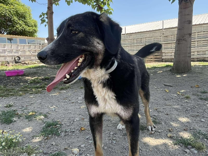 Morris - Verspielter Junghund sucht aktives Zuhause ❤️ Morris - Verspielter Junghund sucht aktives Zuhause ❤️