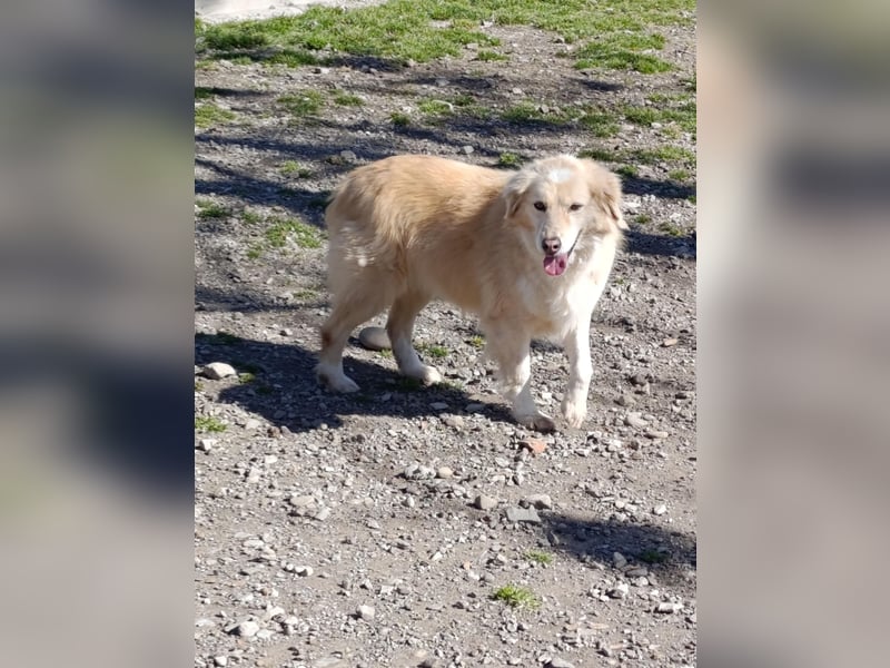 Anka - Auf der Suche nach hundeerfahrenen Menschen die ihr Sicherheit geben ❤️