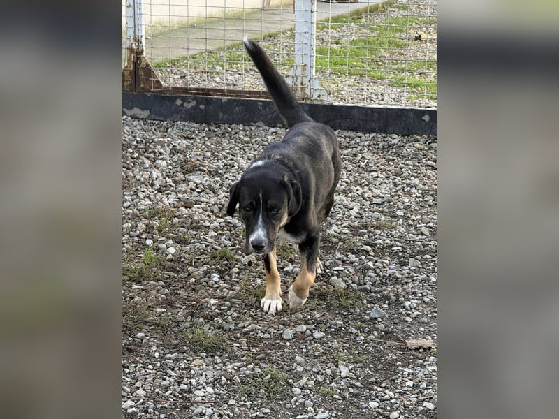 Morris - Verspielter Junghund sucht aktives Zuhause ❤️ Morris - Verspielter Junghund sucht aktives Zuhause ❤️