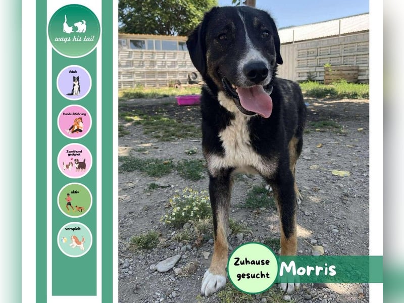 Morris - Verspielter Junghund sucht aktives Zuhause ❤️ Morris - Verspielter Junghund sucht aktives Zuhause ❤️
