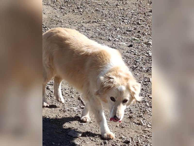 Anka - Auf der Suche nach hundeerfahrenen Menschen die ihr Sicherheit geben ❤️
