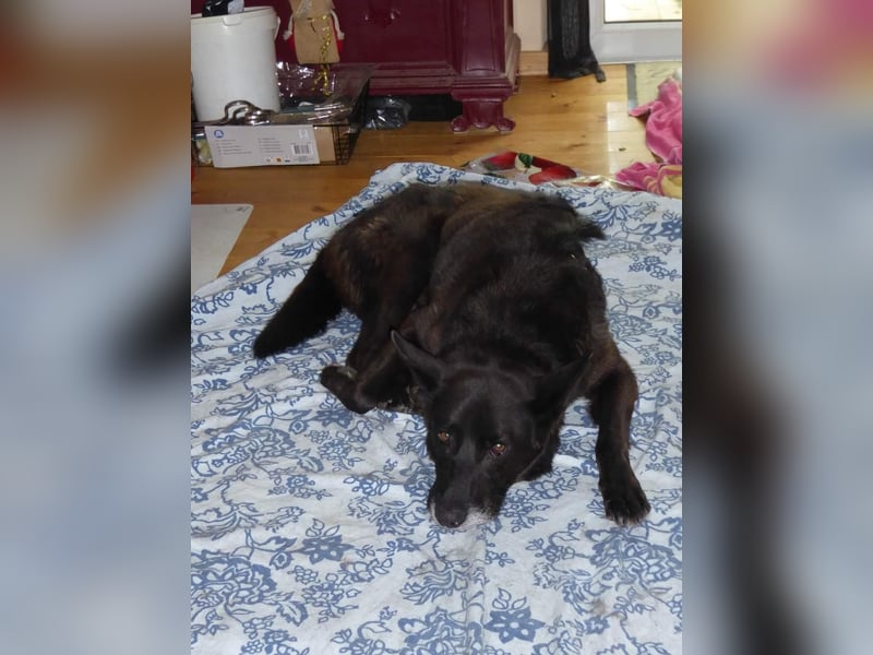 Nero - Goldschatz sucht entgültiges Zuhause ❤️