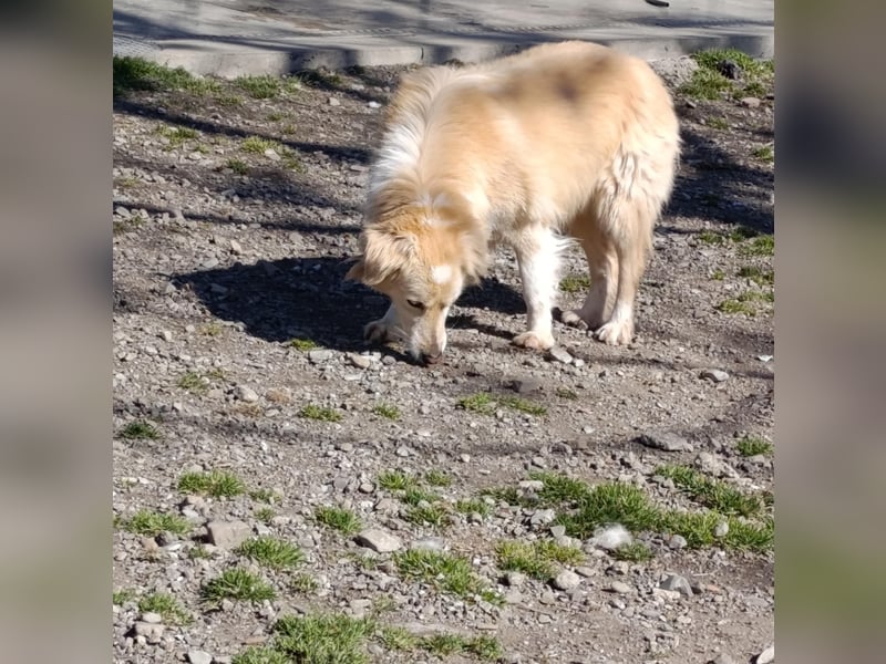 Anka - Auf der Suche nach hundeerfahrenen Menschen die ihr Sicherheit geben ❤️