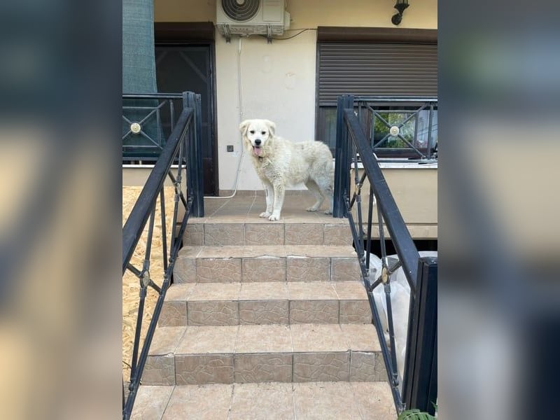 Atlas - Sanfter Kämpfer sucht sein Für-Immer-Zuhause