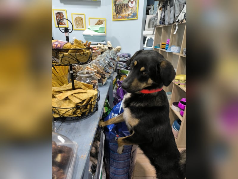 Tsida: Liebevoller, menschenbezogener Rüde sucht Zuhause