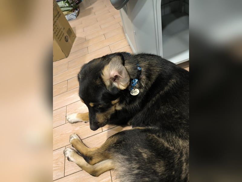 Tsida: Liebevoller, menschenbezogener Rüde sucht Zuhause