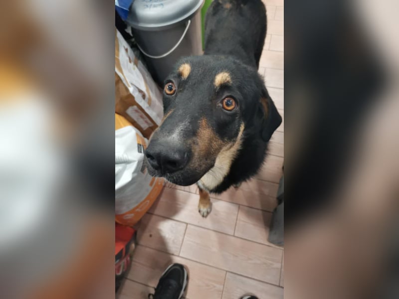 Tsida: Liebevoller, menschenbezogener Rüde sucht Zuhause