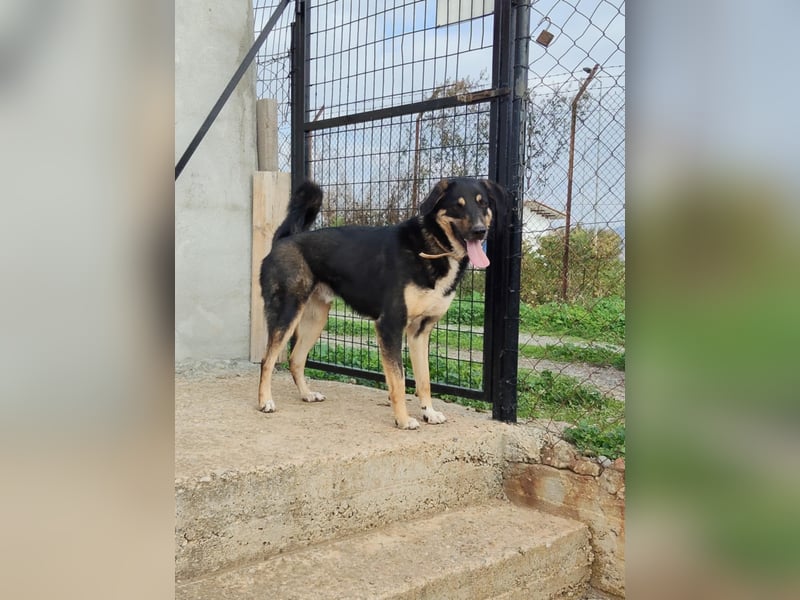 Tsida: Liebevoller, menschenbezogener Rüde sucht Zuhause