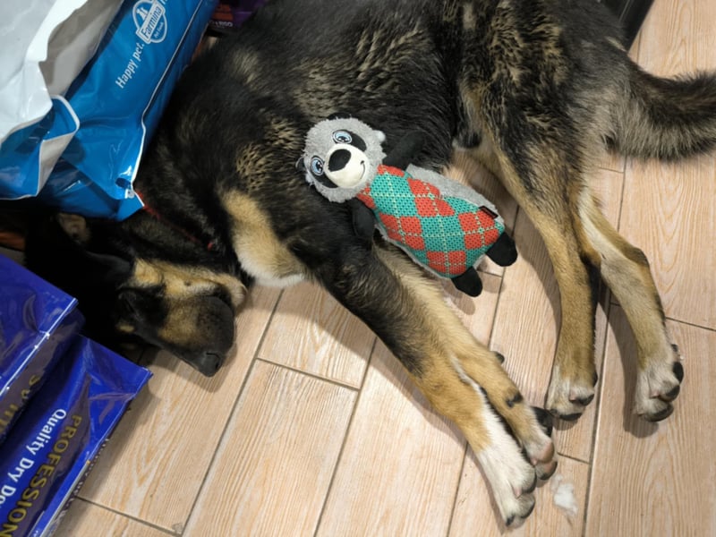 Tsida: Liebevoller, menschenbezogener Rüde sucht Zuhause